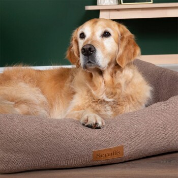 Ein Golden Retriever entspannt sich auf einem braunen Haustierbett mit der Aufschrift "Scruf's," mit einer grünen Wand und einem Holzregal im Hintergrund.