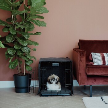 Ein kleiner, flauschiger Hund sitzt in einer schwarzen Haustierbox mit einer grauen Decke, neben einer großen grünen Pflanze und einem burgunderfarbenen Sofa.
