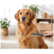 Golden Retriever wird in einem Wohnzimmer von einer Hand mit einem grauen Entfilzungskamm gebürstet.