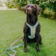 Ein brauner Labrador Retriever sitzt auf grünem Gras und trägt ein hellblaues Geschirr mit einem orange- und gelb-geometrischen Muster, zusammen mit einer passenden Leine.