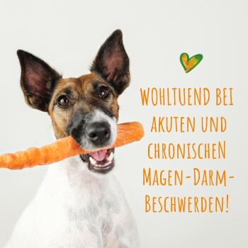 Ein schwarz-brauner Hund liegt auf grünem Gras neben drei Flaschen 'Smoothie nach Moro-Akt' und frischen Karotten.