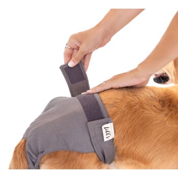 Eine Person passt eine graue Haustierdecke auf dem Rücken eines Golden Retrievers an und zeigt die Klettverschlüsse des Produkts und ein Etikett mit der Aufschrift "Lilly's".