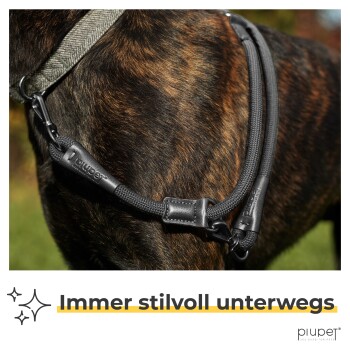 Eine Nahaufnahme eines stilvollen Hundegeschirrs und einer Leine am Hals eines gestromten Hundes, mit dem Text "Immer stilvoll unterwegs" und dem piupet-Logo.