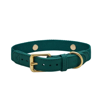 Türkiser Haustierhalsband mit goldener Schnalle und D-Ring, mit verstellbaren Löchern und zwei goldenen Druckknöpfen für einen sicheren Sitz.