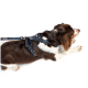 Ein brauner und weißer Hund liegt auf einem weißen Hintergrund und trägt ein marineblaues Geschirr mit einer passenden Leine.