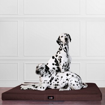 Zwei Dalmatinerhunde ruhen sich auf einem braunen Haustierbett in einem stilvollen Raum mit weißen Wänden aus.