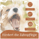 Nahaufnahme eines gähnenden Hundes mit Text über die Vorteile der Zahnpflege und Symbolen für Zahnreinigung, Zahnsteinreduzierung und Zahnfleischgesundheit.