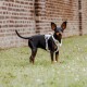 Ein kleiner schwarz-brauner Hund steht auf grünem Gras, trägt ein stylisches Geschirr, mit einer Ziegelmauer im Hintergrund.