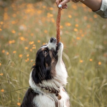 Ein Hund, der begierig nach einem Leckerli greift, das von einer Person auf einem mit orangefarbenen Blumen gefüllten Grasfeld gehalten wird.