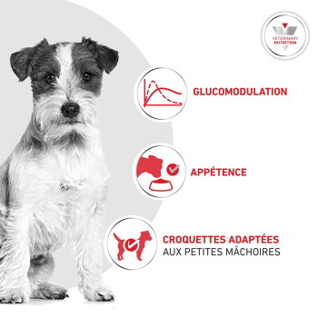 Petit terrier à côté d'icônes et du texte français : GLUCOMODULATION, APPÉTENCE, CROQUETTES ADAPTÉES AUX PETITES MÂCHOIRES