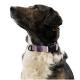 Gestromter und weißer Hund im Profil, schaut nach oben, trägt ein rosa-lila verstellbares Halsband mit schwarzer Schnalle; kein sichtbarer Text.
