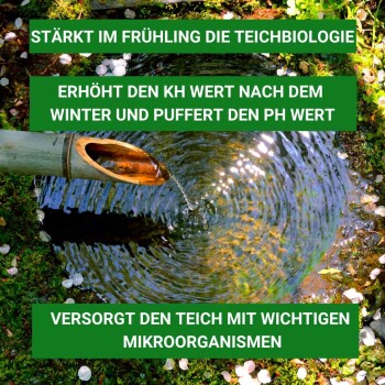 Bambusbrunnen, der Wasser in einen Teich gießt, umgeben von Grün und Blütenblättern, fördert die Frühjahrsbiologie des Teiches und Mikroorganismen.