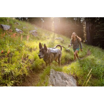 Eine Person führt einen großen Hund auf einem grasbewachsenen Weg, umgeben von Bäumen und Felsen, während Sonnenlicht durch das Laub filtert.
