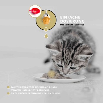 Eine Nahaufnahme eines Kätzchens, das von einem Teller frisst, mit Text, der die einfache Dosierung eines Probiotikapulvers mit einem Teelöffel hervorhebt.