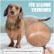 Dackel mit vergrößertem Blick auf gesundes Fell, deutscher Text über Haustierpflege für gesunde Vierbeiner und Parasitenprävention.