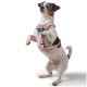 Ein kleiner Hund, der auf seinen Hinterbeinen steht, trägt ein pinkes Geschirr mit einem schwarzen "HUNTER"-Logo und schaut neugierig in die Kamera.