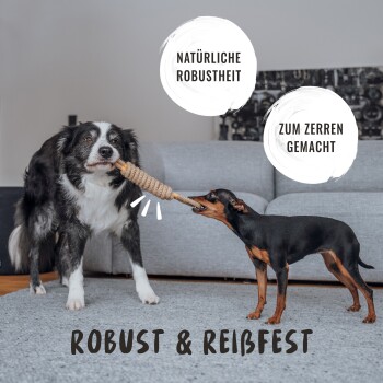 Ein Border Collie und ein kleiner Hund spielen Tauziehen mit einem Seilspielzeug auf einem grauen Teppich, mit Text über Langlebigkeit.