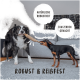 Ein Border Collie und ein kleiner Hund spielen Tauziehen mit einem Seilspielzeug auf einem grauen Teppich, mit Text über Langlebigkeit.