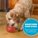 Ein golden doodle spielt mit einem roten Leckerli-Ball auf einem Holzboden, mit dem Text "NASCHEN ODER ESSEN" über Essenspaß.