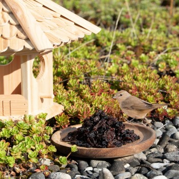 Ein kleiner Vogel steht neben einem Holzvogelhaus, mit einer Schale dunkler Trockenfrüchte auf dem Boden, umgeben von grünen Pflanzen und Steinen.
