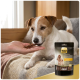 Sac de SELECT GOLD Sensitive Snack Sticks (Adult) à côté d'un chien blanc sur un canapé tandis qu'une main offre une friandise.