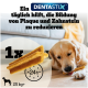 Golden Retriever kaut einen Dentastix Zahnsnack auf dem Boden mit deutschem Text über die Reduzierung von Plaque und Zahnstein.