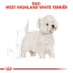 Illustratie van een West Highland White Terrier met pluizige witte vacht, vergezeld van de tekst 'RAS: WEST HIGHLAND WHITE TERRIËR' bovenaan.
