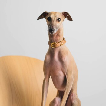 Ein tanfarbener Hund mit einem braunen Lederhalsband sitzt aufrecht auf einem Holzstuhl vor einem schlichten weißen Hintergrund.