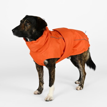 Ein Hund trägt einen leuchtend orangefarbenen wasserdichten Mantel mit hohem Kragen, der auf einem weißen Hintergrund steht.