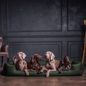 Ein grauer Weimaraner ruht auf einem braunen Haustierbett in einem modernen Wohnzimmer mit einem braunen Ecksofa und einem Holztisch.