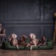 Ein grauer Weimaraner ruht auf einem braunen Haustierbett in einem modernen Wohnzimmer mit einem braunen Ecksofa und einem Holztisch.