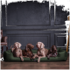 Ein grauer Weimaraner ruht auf einem braunen Haustierbett in einem modernen Wohnzimmer mit einem braunen Ecksofa und einem Holztisch.