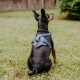 Ein schwarzer Hund mit einem blauen Geschirr sitzt auf grünem Gras, schaut weg, mit aufgerichteten Ohren und sichtbarem Schwanz.