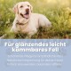 Gelber Labrador liegt im Gras über einem blauen Banner mit der Aufschrift "Für glänzendes, leicht kämmbares Fell" und deutschem Pflegehinweis.