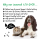Text mit Vorteilen von Seetang für Haustiere mit einer liegenden Katze und einem Hund, einschließlich "100 % natürlich" und Zahngesundheitsansprüchen.