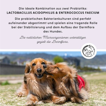 Zwei glückliche Dachshunde, die spielerisch auf einer Wiese interagieren, mit Text über Probiotika für Hunde auf Deutsch.