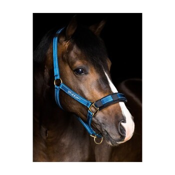 Eine Nahaufnahme eines braunen Pferdes, das eine blaue Halfter mit einem goldenen Clip trägt, vor einem dunklen Hintergrund.