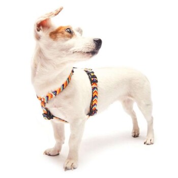 Weiß-brauner Jack Russell Terrier trägt ein buntes Chevron-Geschirr, steht und schaut zur Seite.