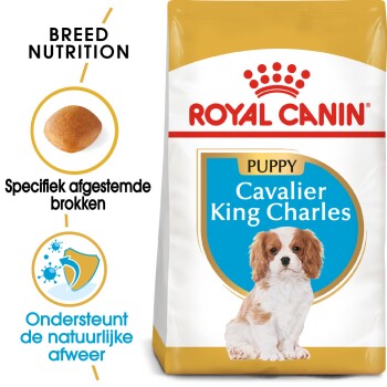 Cavalier King Charles Puppy 1,5kg