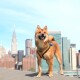 Ein glücklicher Shiba Inu in einem braunen Geschirr steht auf einem Vorsprung mit einer Stadtsilhouette, einschließlich des Chrysler Buildings, im Hintergrund.