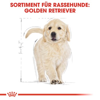 Illustration eines Golden Retriever Welpen mit einem flauschigen Fell, begleitet von dem Text 'SORTIMENT FÜR RASSEHUNDE: GOLDEN RETRIEVER.'