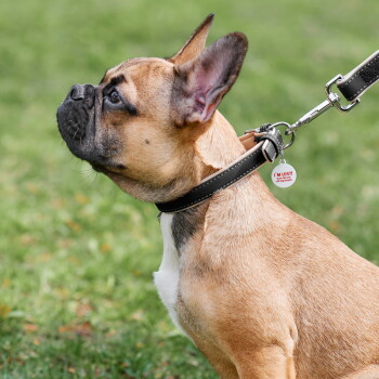 Beige Franse bulldog met zwarte leren halsband en hondenriem, met rond hangertje met de tekst 'IK BEN VERLOREN!', tegen een grasachtige achtergrond.
