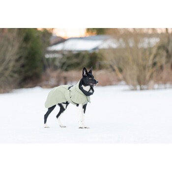 Ein schwarz-weißer Hund, der einen hellgrünen Mantel trägt, steht im Schnee und sieht wachsam vor einem verschwommenen Winterhintergrund aus.