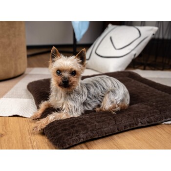 Ein kleiner Yorkshire Terrier liegt auf einem braunen Haustierbett, mit einem gemütlichen Innenhintergrund, der einen gemusterten Teppich und dekorative Kissen zeigt.