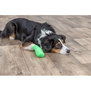 Tricolor dog lying on a wood floor with a bright green bandage on its front paw, head resting and looking sideways.