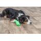 Tricolor dog lying on a wood floor with a bright green bandage on its front paw, head resting and looking sideways.