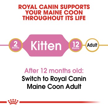 Royal Canin graphic promoting nutrition for Maine Coon cats, indicating feeding stages from 2 months (Kitten) to 12 months (Adult).