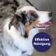 Eine Nahaufnahme eines glücklichen Australian Shepherds mit einem blau-weißen Fell, mit dem Text "Effektive Reinigung" in einem kreisförmigen Design.