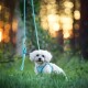 Kleiner weißer Hund mit blauem Geschirr sitzt auf Gras, daneben hängt eine passende blaue Leine bei Sonnenuntergang.