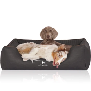 Ein gemütliches Hundebett in Dunkelgrau mit einem weißen Logo, das "KNUFFELWUFF" liest, mit einem entspannten Australian Shepherd und einem braunen Hund, der bequem liegt.